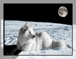 Biały, Kosmos, Planeta, Księżyc, Pies